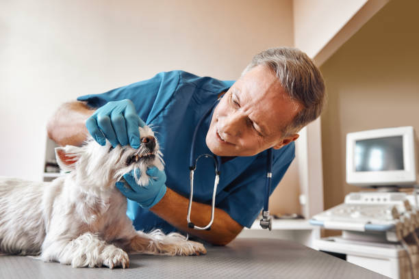 Best Emergency Dental Care for Abscessed Tooth in Lopezville, TX